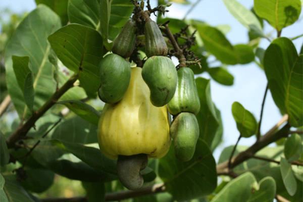 Le prix du kilogramme bord champ de l’anacarde passe à 300 FCFA (Conseil du coton-anacarde)