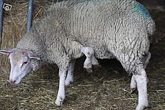 Un mouton à 5 pattes à vendre sur Internet