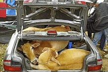 Des voleurs entassent quatre vaches dans une voiture.
