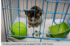 Cette femme a décapité un petit chat et publié les photos sur le net: l'indignation est totale en Chine