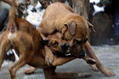 Toulouse : les organisateurs de combats de chiens se font attaquer par .... leur chien