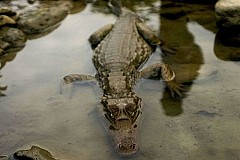 Un Australien emporté et dévoré par un crocodile marin