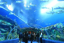 Chine : Le plus grand aquarium du monde 