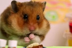 Ce hamster a battu un homme au concours du plus gros mangeur de hot dogs
