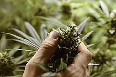 L'armée italienne se lance dans la production de cannabis