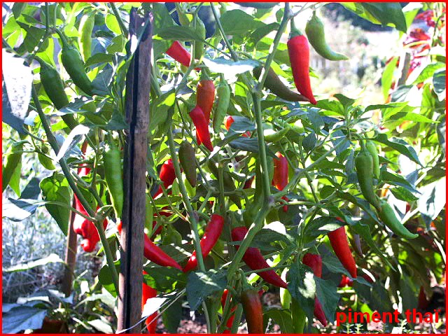 Rendement Du Piment à L Hectare En Cote D Ivoire