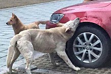 (Photos) Un chien attaque la voiture de son agresseur