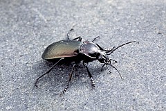 Un scarabée transformé en drone télécommandé
