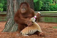 (vidéo) Une femelle orang-outan donne le biberon à un bébé tigre