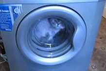 Ils filment leur chat dans une machine à laver en marche
