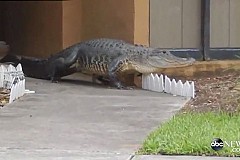 Etats-Unis: Il découvre un alligator de 2,50 mètres devant sa maison Etats-Unis: Il découvre un alligator de 2,50 mètres devant sa maison