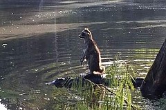 Un raton-laveur navigue sur le dos d'un alligator
