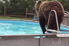 (Vidéo) Un ours fait un joli plongeon dans une piscine pour se rafraîchir