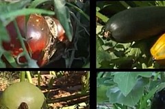 (Vidéo) Il fait pousser des fruits et légumes sans eau depuis plus de 15 ans, découvrez son secret