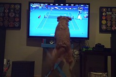 (Vidéo) Un chien fan de tennis sautille de joie devant l'US Open