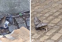 (Vidéo) Etats-Unis: Un rat dévore un pigeon en pleine rue 