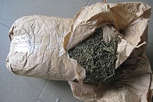 Près de 400kg de drogue saisie par la douane à Abengourou