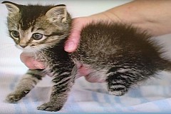 (Vidéo) Un chat né sans pattes arrière reçoit des implants en titane
