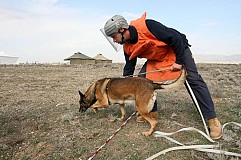 Azabache le chien démineur meurt en sauvant 30 soldats