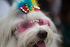 Brésil : A Copacabana, les chiens aussi ont droit à leur carnaval
