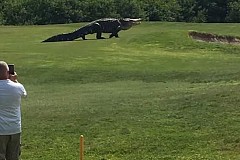 (Vidéo) Floride : Un alligator de près de 5 mètres de long visite un parcours de golf