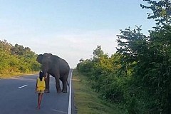 Une enfant rencontre un éléphant: sa réaction est géniale