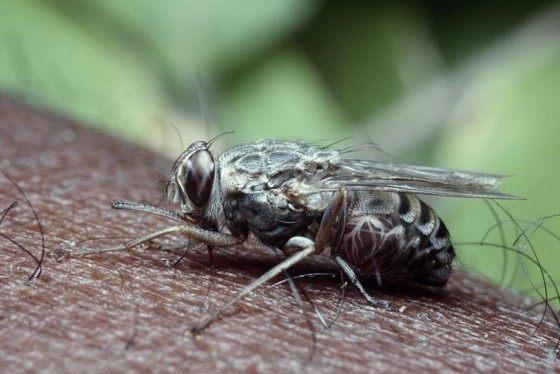 Le traitement contre les parasites dans les yeux par les méthodes nationales