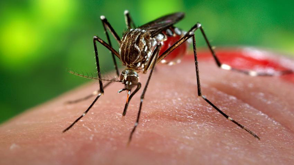 La présence du virus Zika se confirme en Angola