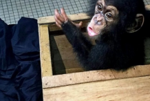 Abidjan : Des journalistes de la BBC ont aidé à neutraliser un réseau de trafiquants de bébés chimpanzés