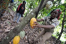 Côte d’Ivoire : le Marocain OCP veut encadrer 5000 producteurs de cacao
