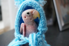 Etats-Unis: Un perroquet sans plumes reçoit des pulls du monde entier