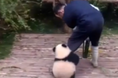 Chine : Ce bébé panda aime beaucoup s'agripper à son soigneur (vidéo)