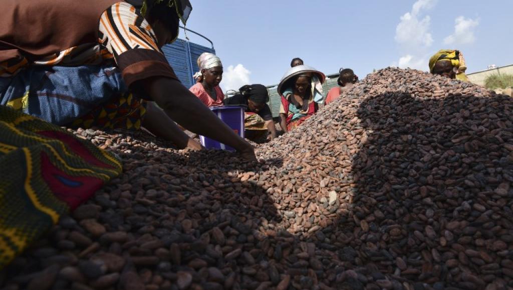 Côte d'Ivoire: du cacao illégal fourni aux grands noms du chocolat