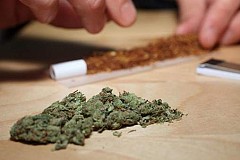 Une demi-tonne de cannabis saisi disparaît, les policiers accusent... les souris