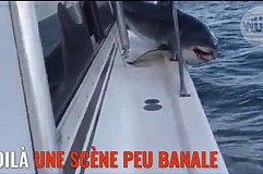 Un énorme requin en colère saute sur un bateau de pêche - vidéo