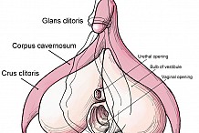 Clitoris, tout savoir sur l'organe sexuel féminin