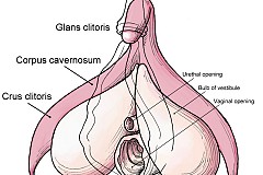 Clitoris, tout savoir sur l'organe sexuel féminin