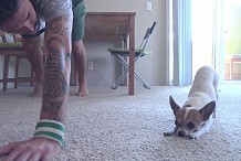 Un chihuahua qui fait du yoga