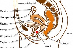 Le point G, c'est quoi, c'est où ?