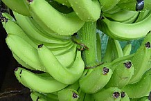 Le PITHA 3, une nouvelle variété de banane plantain, en expérimentation à Divo