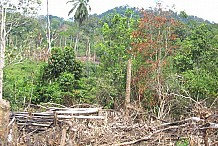 Les forêts ouest-africaines reculent de 19% en 10 ans