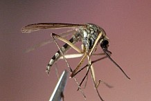 Un produit pour devenir «invisible» aux moustiques