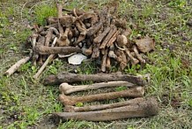Chu de Cocody : Des ossements de plusieurs cadavres découverts
