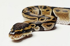 Une fille surprise entrain de se transformer en serpent. Une fille surprise entrain de se transformer en serpent.