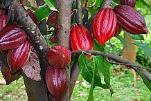 Campagne 2012-2013 : Le prix du kg de cacao bord champ fixé à 725 FCFA