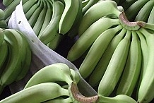 Comment la banane guérit le cancer, ulcère d’estomac, diabète…