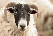 Fête de la tabaski : Le mouton de plus en plus hors de prix