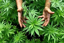 Cannabis : un nouveau traitement contre la dépendance