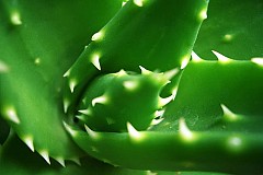 L’aloe vera : un cactus très apaisant pour la peau