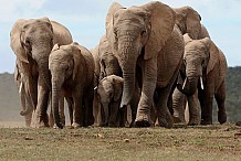 Zimbabwe : un homme condamné à 15 ans de prison pour avoir empoisonné des éléphants